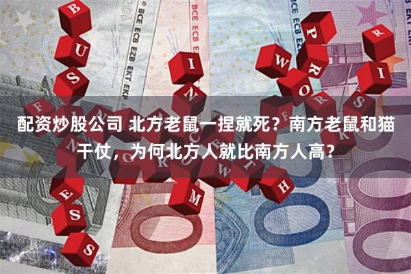 配资炒股公司 北方老鼠一捏就死?南方老鼠和猫干仗,为何北方人就比南方人高?